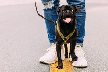 a black dog on a leash being held by a person